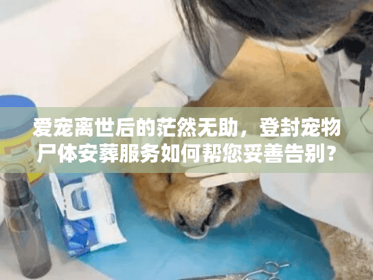 爱宠离世后的茫然无助，登封宠物尸体安葬服务如何帮您妥善告别？
