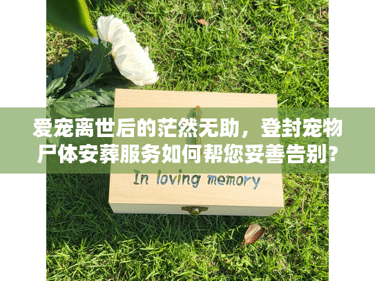 爱宠离世后的茫然无助，登封宠物尸体安葬服务如何帮您妥善告别？