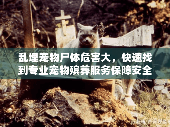 乱埋宠物尸体危害大，快速找到专业宠物殡葬服务保障安全！