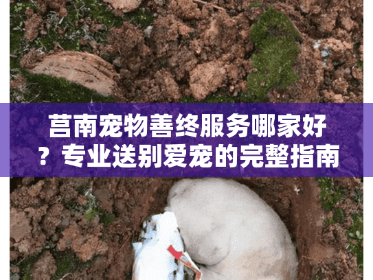 莒南宠物善终服务哪家好？专业送别爱宠的完整指南
