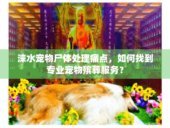涞水宠物尸体处理痛点，如何找到专业宠物殡葬服务？