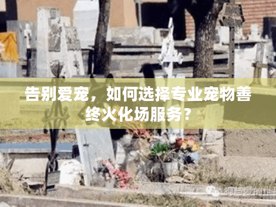 告别爱宠，如何选择专业宠物善终火化场服务？