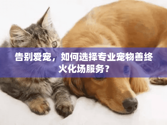 告别爱宠，如何选择专业宠物善终火化场服务？