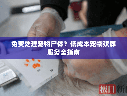 免费处理宠物尸体？低成本宠物殡葬服务全指南