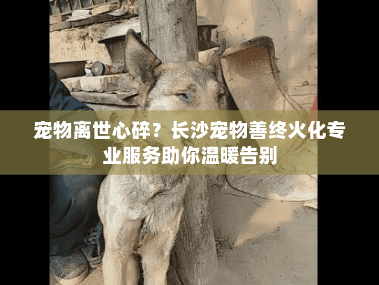 宠物离世心碎？长沙宠物善终火化专业服务助你温暖告别
