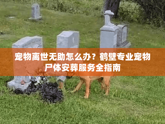 宠物离世无助怎么办？鹤壁专业宠物尸体安葬服务全指南