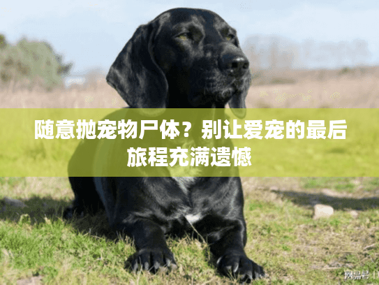 随意抛宠物尸体？别让爱宠的最后旅程充满遗憾