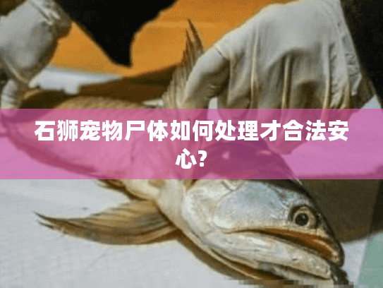 石狮宠物尸体如何处理才合法安心?