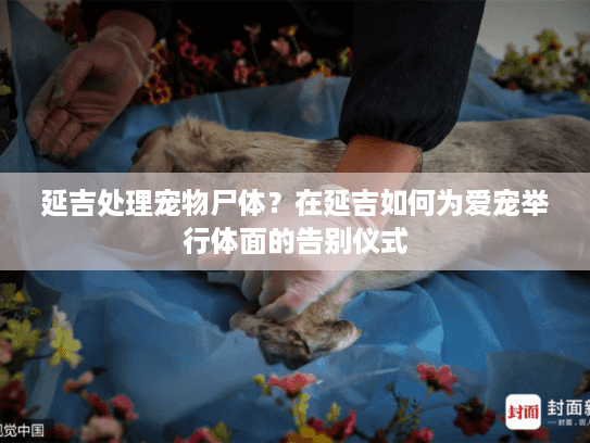 延吉处理宠物尸体？在延吉如何为爱宠举行体面的告别仪式