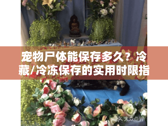 宠物尸体能保存多久？冷藏/冷冻保存的实用时限指南