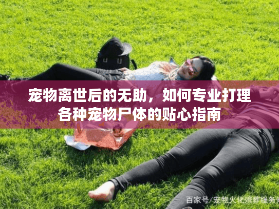 宠物离世后的无助，如何专业打理各种宠物尸体的贴心指南