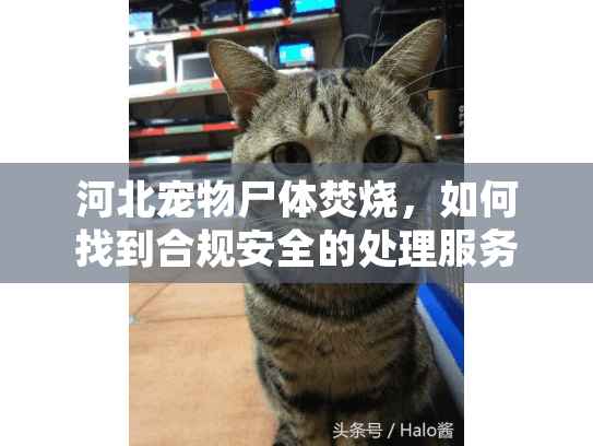 河北宠物尸体焚烧，如何找到合规安全的处理服务？