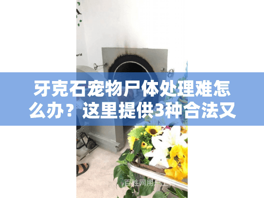 牙克石宠物尸体处理难怎么办？这里提供3种合法又暖心的方案