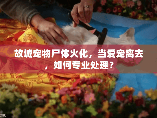 故城宠物尸体火化，当爱宠离去，如何专业处理？