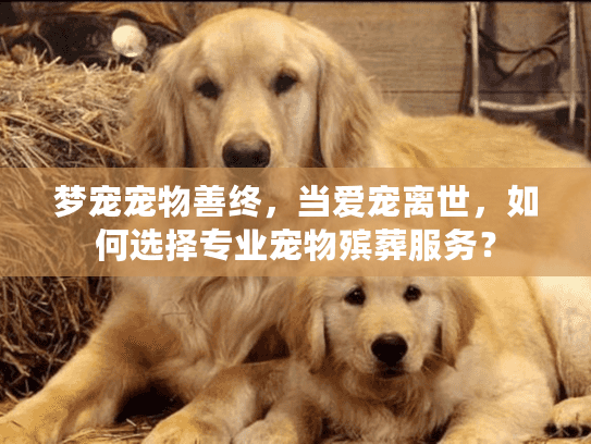 梦宠宠物善终，当爱宠离世，如何选择专业宠物殡葬服务？