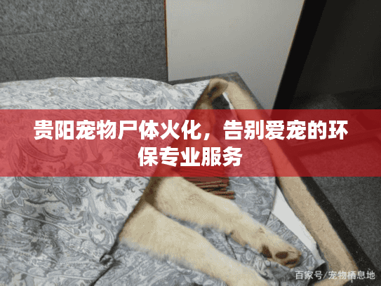 贵阳宠物尸体火化，告别爱宠的环保专业服务