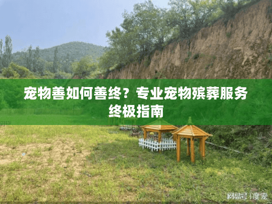 宠物善如何善终？专业宠物殡葬服务终极指南