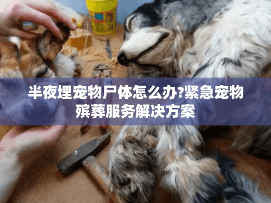 半夜埋宠物尸体怎么办?紧急宠物殡葬服务解决方案