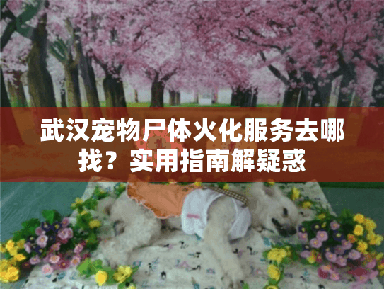 武汉宠物尸体火化服务去哪找？实用指南解疑惑