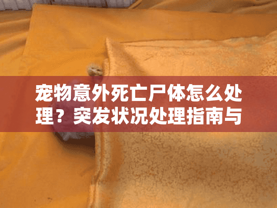 宠物意外死亡尸体怎么处理？突发状况处理指南与殡葬服务选择