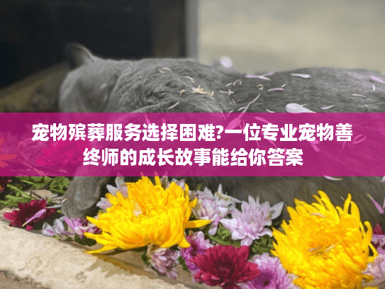 宠物殡葬服务选择困难?一位专业宠物善终师的成长故事能给你答案