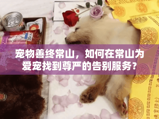 宠物善终常山，如何在常山为爱宠找到尊严的告别服务？