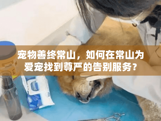 宠物善终常山，如何在常山为爱宠找到尊严的告别服务？