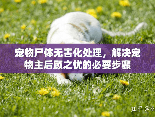 宠物尸体无害化处理，解决宠物主后顾之忧的必要步骤