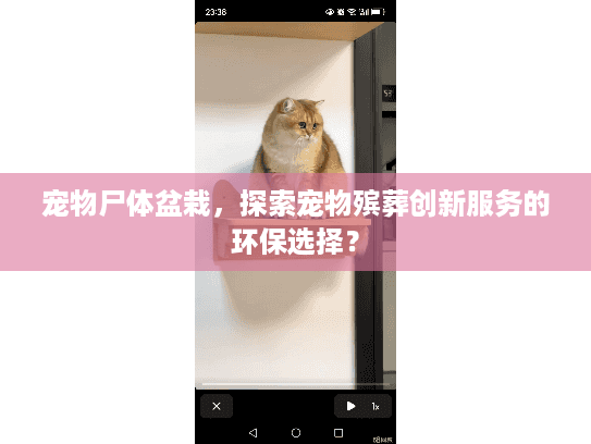 宠物尸体盆栽，探索宠物殡葬创新服务的环保选择？