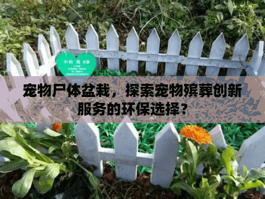 宠物尸体盆栽，探索宠物殡葬创新服务的环保选择？