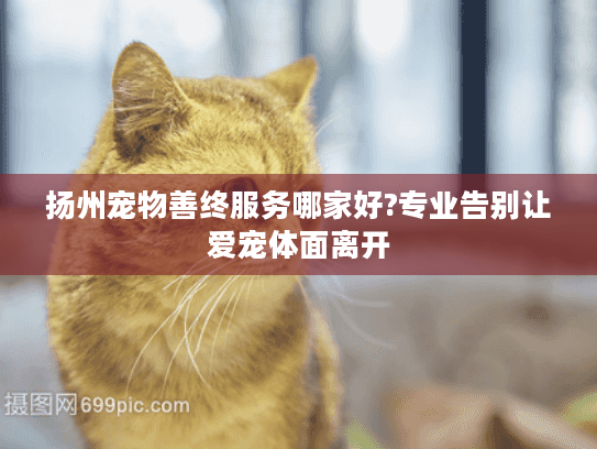 扬州宠物善终服务哪家好?专业告别让爱宠体面离开