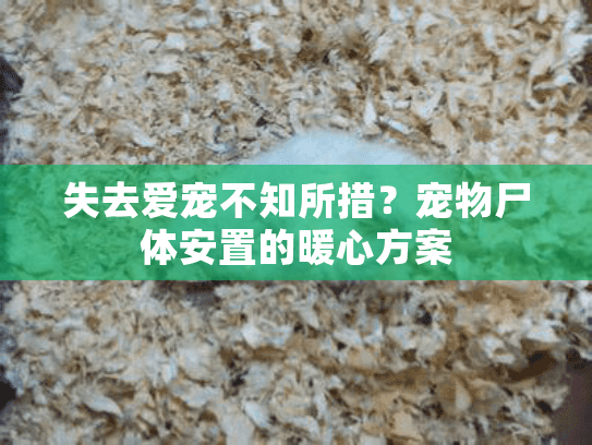失去爱宠不知所措？宠物尸体安置的暖心方案