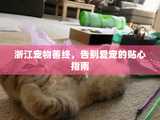 浙江宠物善终，告别爱宠的贴心指南
