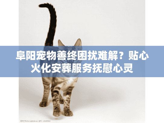 阜阳宠物善终困扰难解？贴心火化安葬服务抚慰心灵