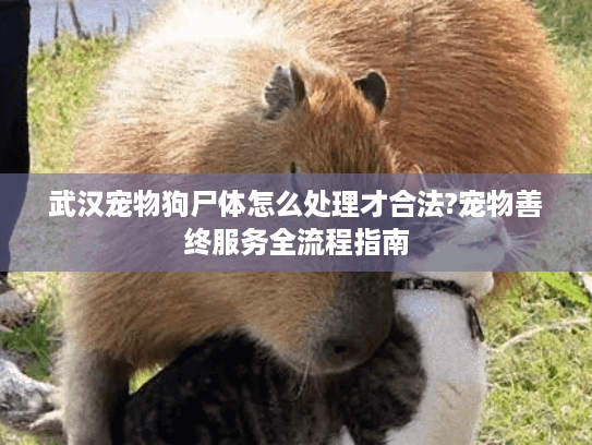 武汉宠物狗尸体怎么处理才合法?宠物善终服务全流程指南