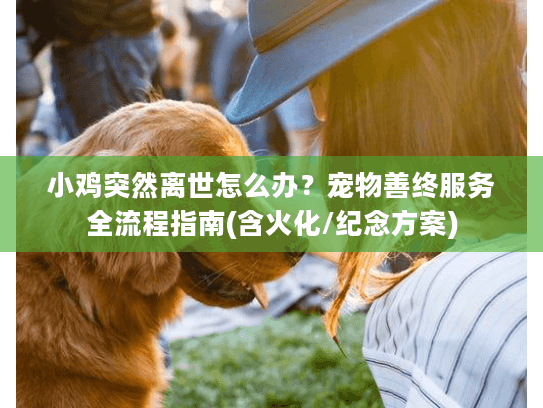 小鸡突然离世怎么办？宠物善终服务全流程指南(含火化/纪念方案)