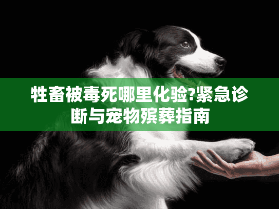 牲畜被毒死哪里化验?紧急诊断与宠物殡葬指南