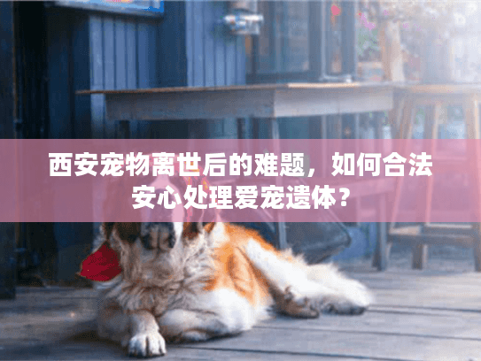 西安宠物离世后的难题，如何合法安心处理爱宠遗体？
