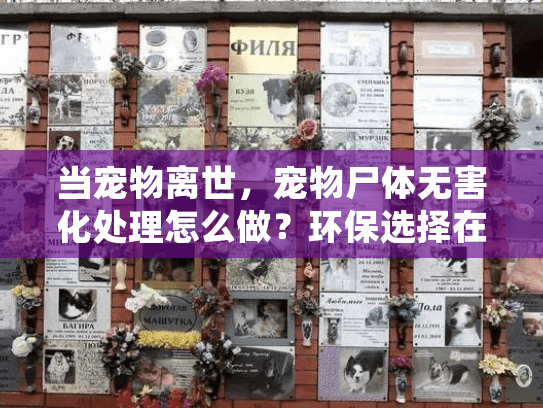 当宠物离世，宠物尸体无害化处理怎么做？环保选择在这里
