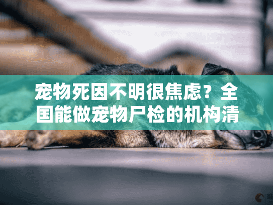 宠物死因不明很焦虑？全国能做宠物尸检的机构清单来了