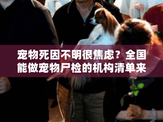 宠物死因不明很焦虑?全国能做宠物尸检的机构清单来了 宠物死因不明很焦虑?全国能做宠物尸检的机构清单来了