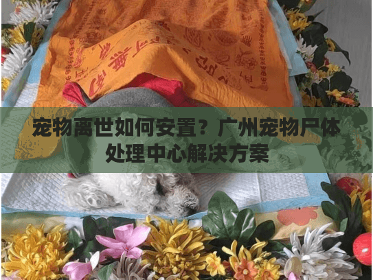 宠物离世如何安置？广州宠物尸体处理中心解决方案