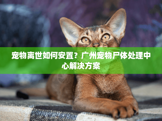 宠物离世如何安置？广州宠物尸体处理中心解决方案
