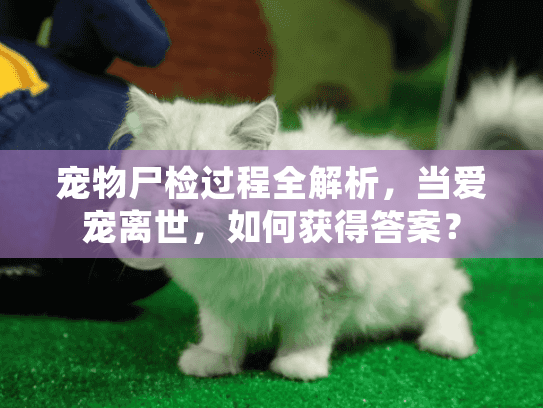 宠物尸检过程全解析，当爱宠离世，如何获得答案？