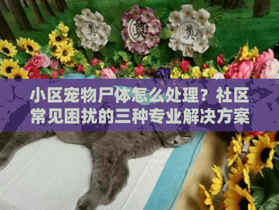 小区宠物尸体怎么处理？社区常见困扰的三种专业解决方案