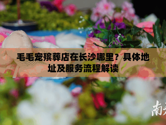 毛毛宠殡葬店在长沙哪里？具体地址及服务流程解读