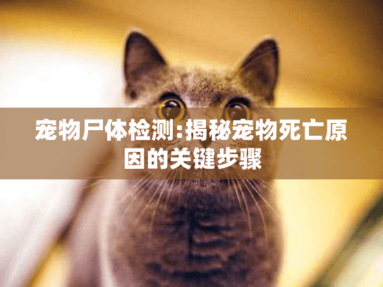 宠物尸体检测:揭秘宠物死亡原因的关键步骤