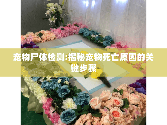 宠物尸体检测:揭秘宠物死亡原因的关键步骤