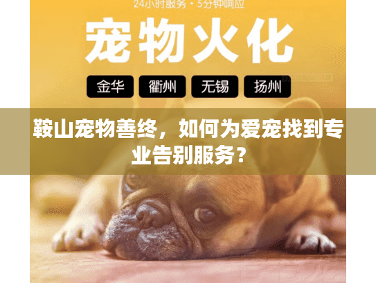 鞍山宠物善终，如何为爱宠找到专业告别服务？