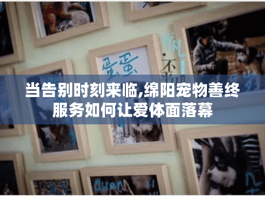 当告别时刻来临,绵阳宠物善终服务如何让爱体面落幕